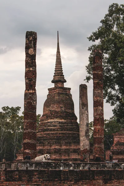 Vertical Shot White Dog Ancient Thai Buddhist Temple Sukhothai Historical — 스톡 사진