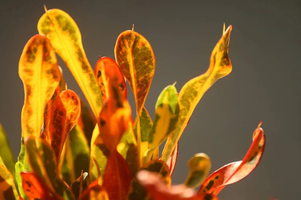Closeup Shot Plants Leaves Sunlight — 스톡 사진