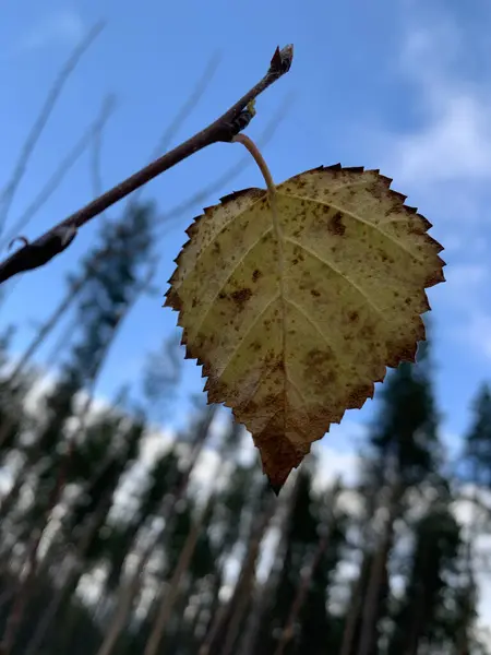 Closeup Shot Autumn Dry Leaf Blue Sky — ストック写真