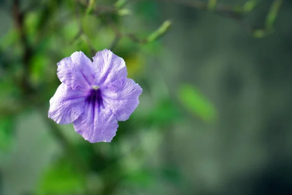 Closeup Shot Violet Ruellia Tuberosa Flower Blooming Garden Green Background — Zdjęcie stockowe