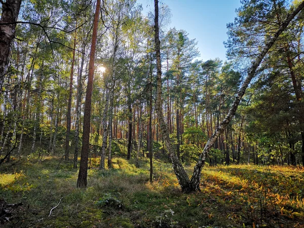 Beautiful Autumn Scene Woody Terrain Sunny Day — ストック写真