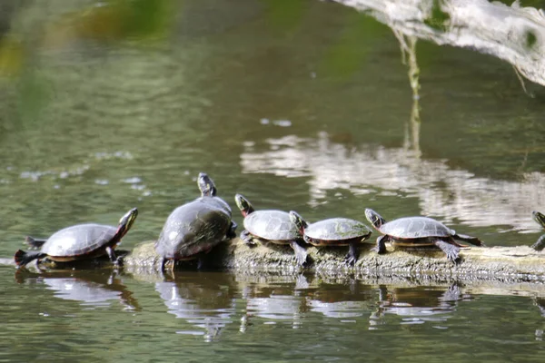 Basking Turtles Preparing Hibernation Old Piece Wood October Ontario — стокове фото