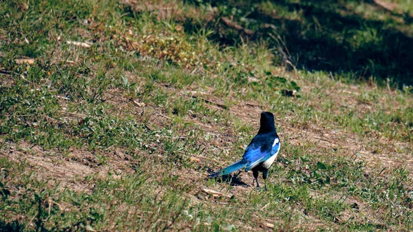 Вид Сзади Прекрасную Голубую Птицу Магпи Сидящую Траве Природе Солнечный — стоковое фото