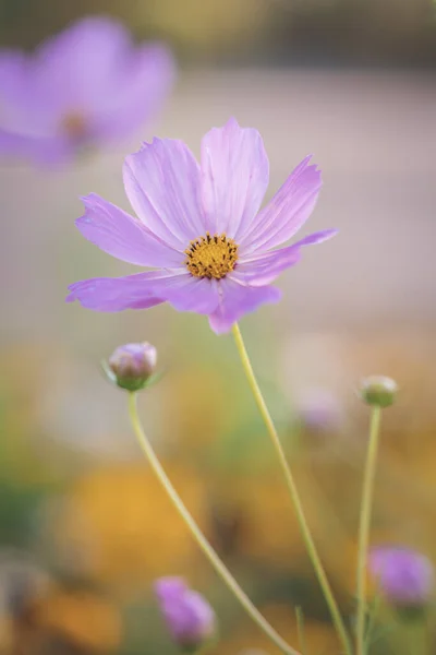 Vertical Shot Purple Flowers Wallpaper Background — Foto Stock