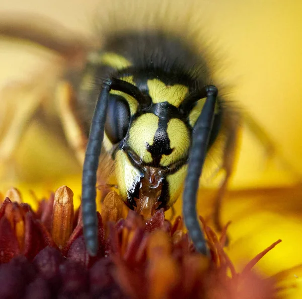 Makró Kép Egy Méhről Egy Virágon — Stock Fotó