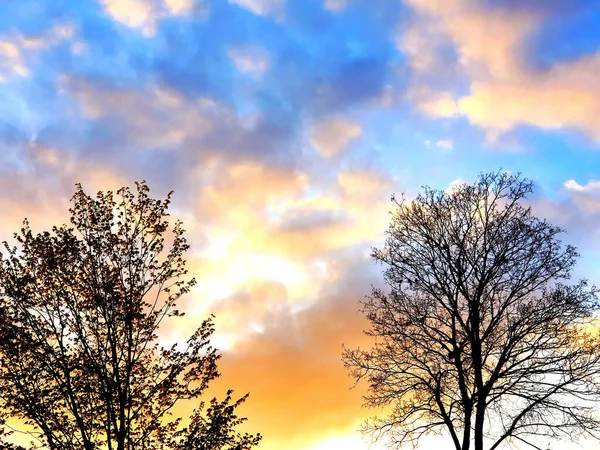 Silhouettes Two Trees Background Sunset Sky — Fotografia de Stock