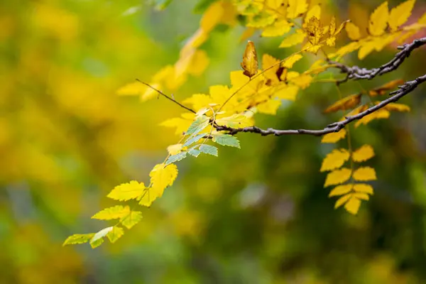 Morbido Focus Foglie Gialle Sui Rami Degli Alberi Nei Boschi — Foto Stock