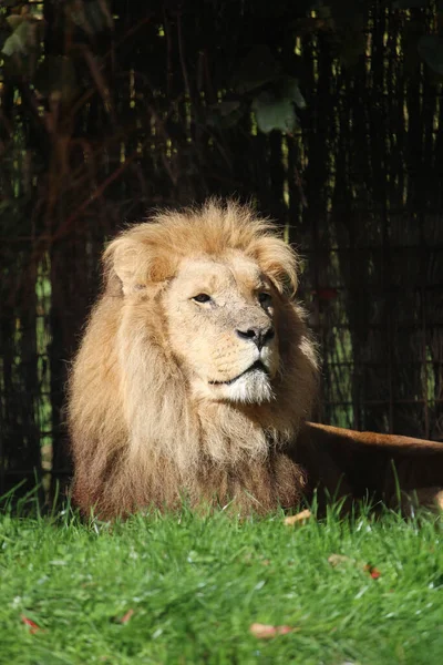 Ένα Αφρικανικό Λιοντάρι Που Βρίσκεται Στο Γρασίδι Ένα — Φωτογραφία Αρχείου