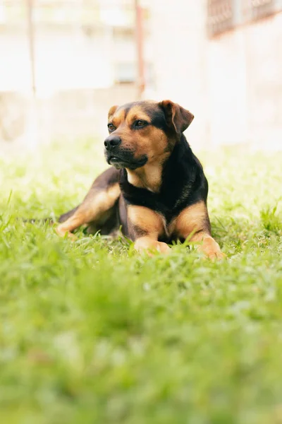 Vertical Shot Cute Lovely Tan Black Mixed Breed Dog Lying — Foto Stock