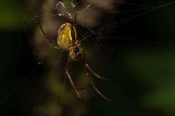 Selective Focus Shot Orb Web Spider — Stock Fotó
