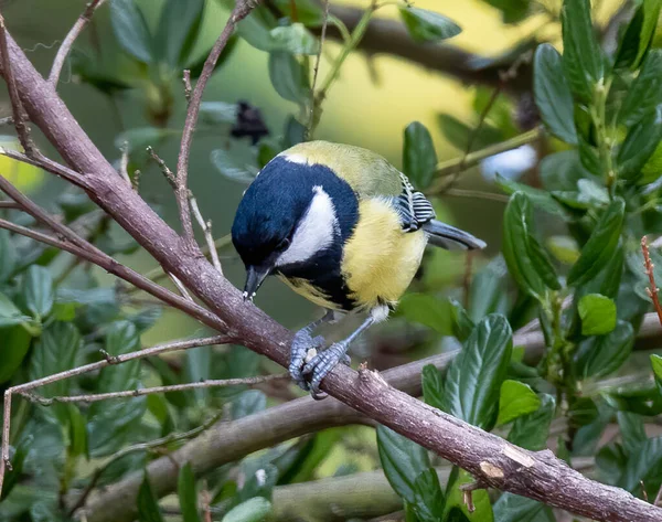 Detailní Záběr Roztomilé Kuřátko Pták Sedí Větvi Stromu Rozmazaném Pozadí — Stock fotografie