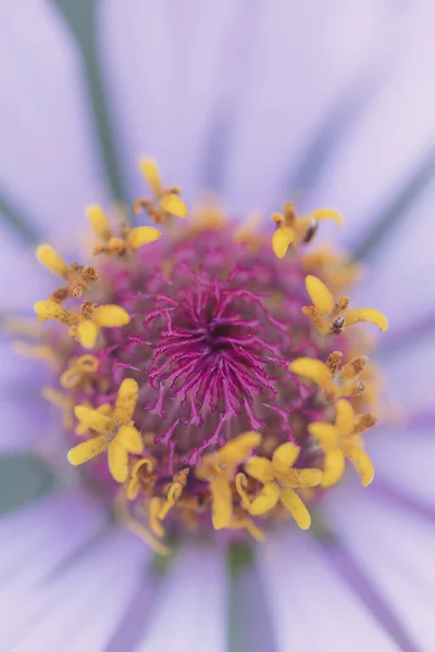 Vertical Shot Purple Flower Wallpaper Background —  Fotos de Stock