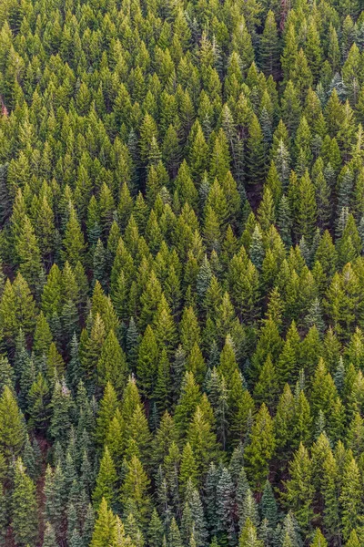 Vertical Shot Dense Green Pine Forest — Stockfoto