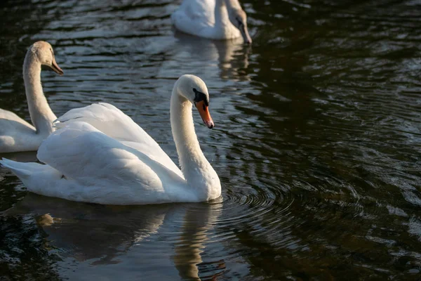 White Swans Water Surface — Stock Photo, Image