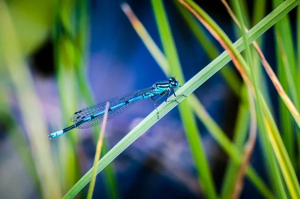 Closeup Shot Beautiful Blue Dragonfly Chilling Out Plant — стоковое фото