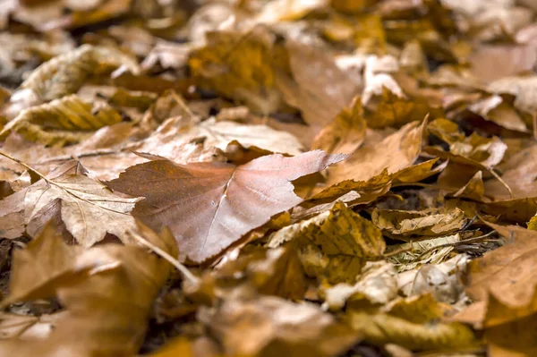Close Dry Leaves Ground Park — Stockfoto