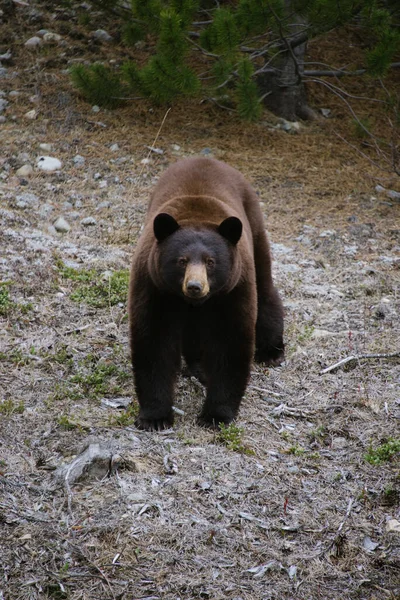 一只棕熊站在森林里的一个竖直孤独的镜头 — 图库照片
