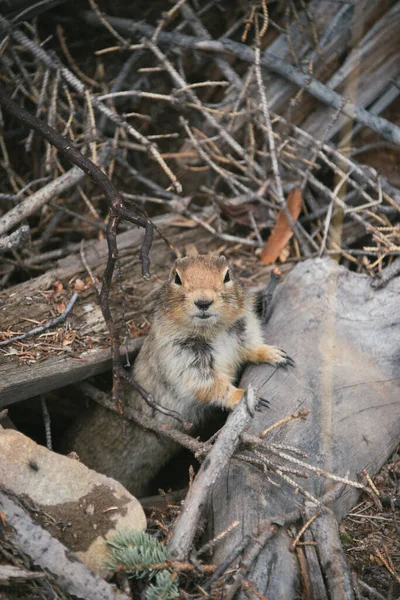 Ein Vertikaler Schuss Eines Kleinen Eichhörnchens Trockenen Ästen — Stockfoto