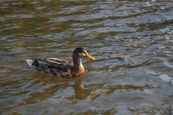 Duck Water Surface —  Fotos de Stock