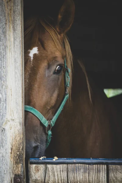 Closeup Horse Partially Covered Wooden Column Barn — Foto de Stock