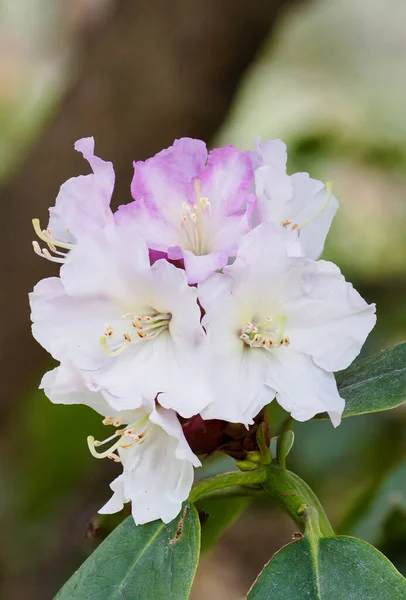 White Purple Rhododendron Flowers Blooming Garden Blurred Background — Foto de Stock