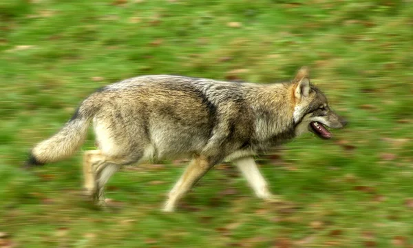 Closeup Shot Wolf Canis Lupus Forest — Foto de Stock