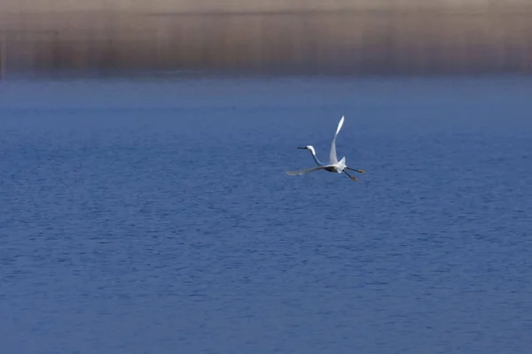 Літаюча Біла Чапля Над Спокійним Блакитним Озером Сільській Місцевості — стокове фото