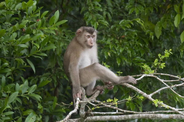 Northern Pig Tailed Macaque Macaca Leonina Thailand — Stock Fotó