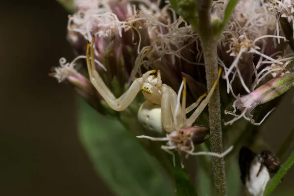 Selective Focus Shot White Crab Spider Flower — ストック写真