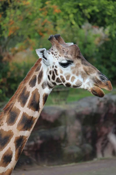 Egy Függőleges Felvétel Egy Zsiráfról Egy Állatkertben — Stock Fotó
