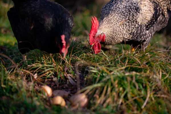 Couple Free Range Chicken Eggs Grass — Fotografia de Stock