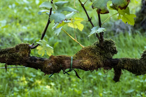 Close Shot Mossy Branch Grape Bush — Zdjęcie stockowe