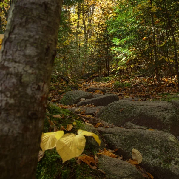 Gyönyörű Őszi Táj Fákkal Sziklákkal Lehullott Levelekkel — Stock Fotó