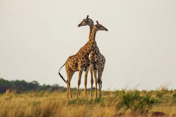 Two Cute Giraffe South Africa — Photo