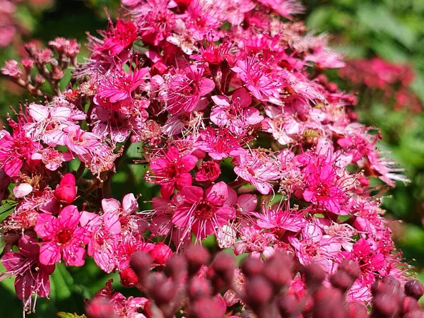 Крупним Планом Знімок Яскраво Рожевих Спіреї Квітів — стокове фото