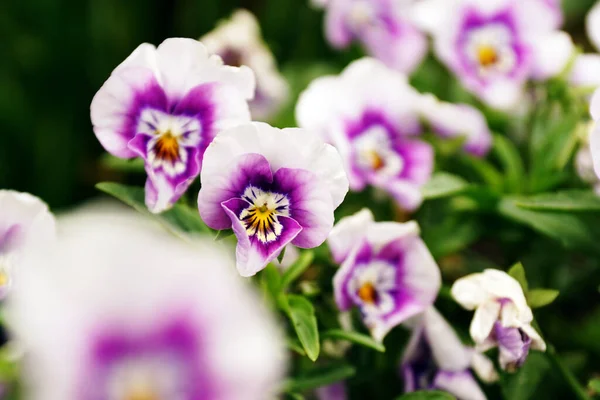 Beautiful Purple White Viola Cornuta Flowers Grown Garden — ストック写真