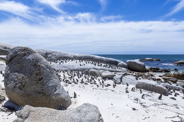 Beautiful Shot Penguins Boulders Beach South Africa — Stock Fotó