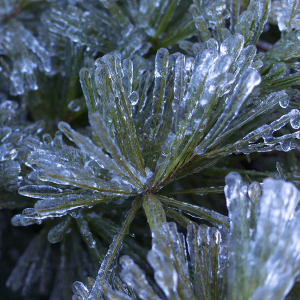 Closeup Plants Covered Icicles — Stock fotografie