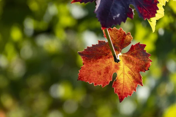 Close Shot Grape Leaves Fall Colors — Photo