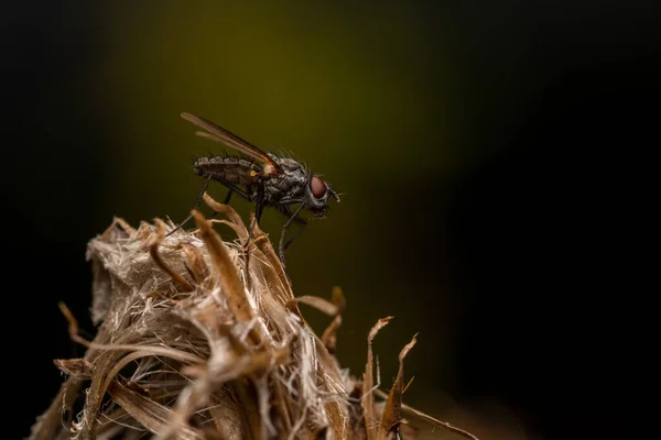 Selective Focus Shot Common Fly Dried Plant — стоковое фото