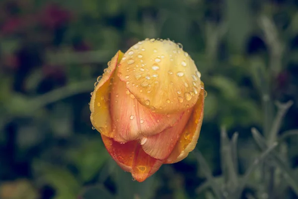 Closeup Shot Beautiful Yellow Tulip Raindrops — Stock Photo, Image