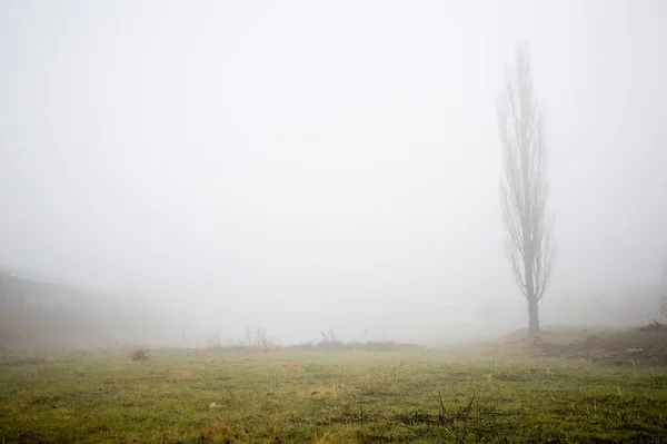 Beautiful View Lombardy Poplar Tree Meadow Dense Fog — стоковое фото