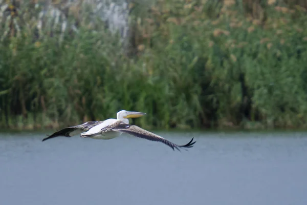 Closeup Pelican Flying Lake Greenery Background — Foto de Stock