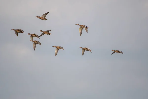 Flock Wild Ducks Flying Gloomy Sky — Stockfoto