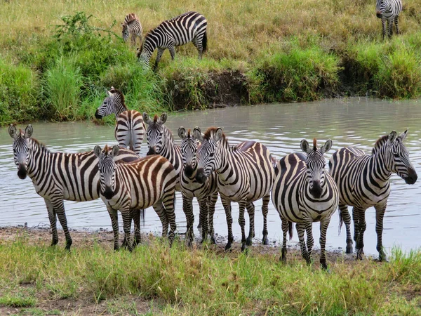 Group Zebras Watering Hole Serengeti National Park Africa — Stock Fotó