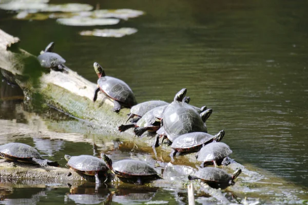 Turtles Piece Old Wood River Water Sunlight — Stockfoto