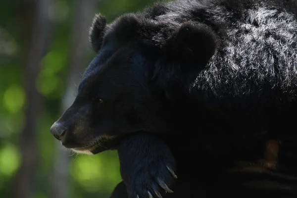 Asian Black Bear Ursus Thibetanus Huai Kha Khaeng Wildlife Sanctuary — Fotografia de Stock