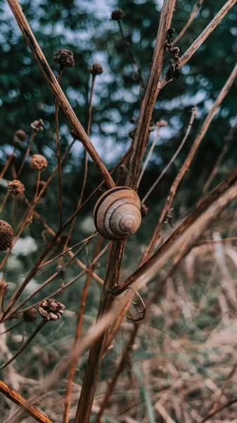 Snail Clung Dry Branch Field — Stockfoto