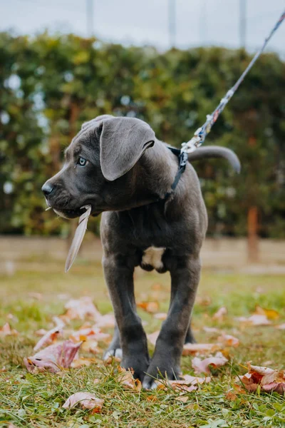 Vertical Shot Black Cute Cane Corso Puppy Walk — Stock Fotó