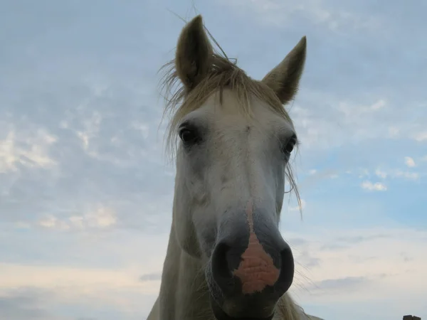 Closeup White Horse Cloudy Sky Countryside — Stock Fotó